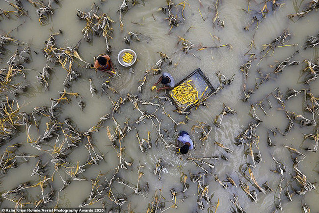 Giải nhất ở hạng mục Môi trường thuộc về nhiếp ảnh gia người Bangladesh Azim Khan Ronnie với bức ảnh chụp những người nông dân ở giữa cánh đồng ở Bangladesh đã bị tàn phá bởi nước lũ.
