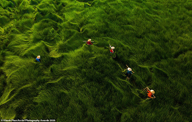 Trong hình ảnh đẹp mê hồn này của Khanh Phan, một cánh đồng cỏ với những chiếc lá cao hơn 1m ở Việt Nam trông như những con sóng. 
