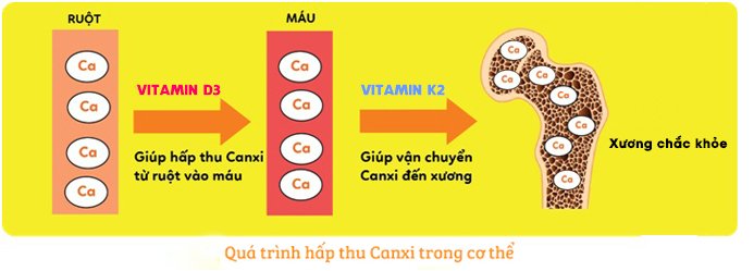 Vitamin D3, K2 quyết định hiệu quả hấp thu và sử dụng canxi tại xương