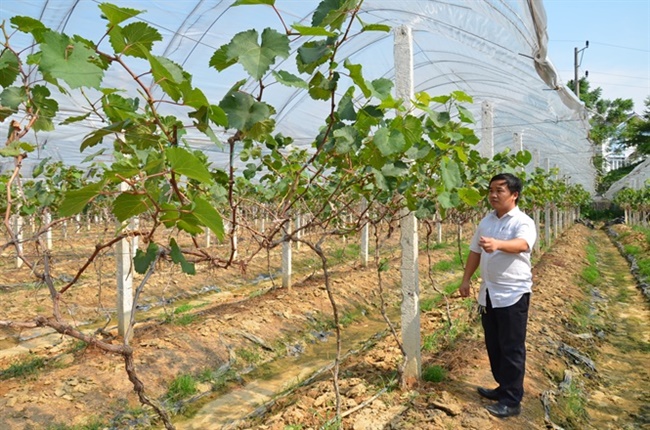Giống nho Hạ Đen thích hợp với thổ nhưỡng và khí hậu miền Bắc và đã trồng thành công ở Bắc Ninh, Bắc Giang, Phú Thọ.

