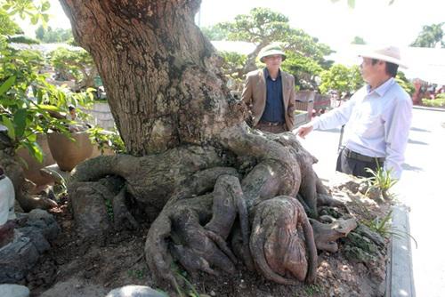 Phải mất nhiều năm kiên trì tạo tác cùng kỹ thuật và chế độ chăm sóc đặc biệt, cây mới có bộ rễ "khủng" đến như vậy.