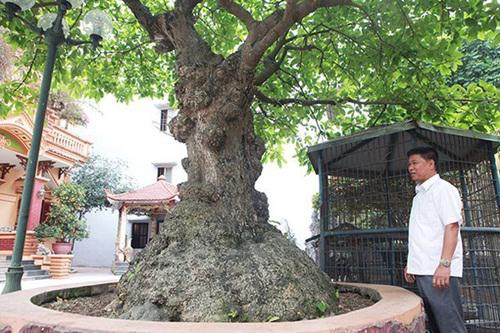 Anh Toàn cho biết, cây lộc vừng có tên “tích tụ phát lộc” vì đến mùa hoa, hoa đùn từ dưới gốc lên đến ngọn.