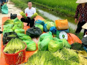 Thị trường - Tiêu dùng - Đòng đòng nếp được săn lùng, dân buôn bán ngày 3 tạ, thu vài chục triệu đồng