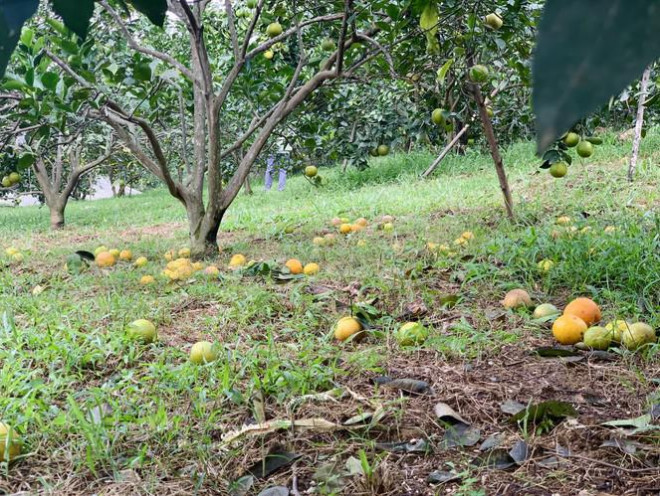 Sau mưa lũ bất thường nhiều ngày, tại các vựa trồng cam ở xã Thượng Lộc (huyện Can Lộc, tỉnh Hà Tĩnh) khoảng 1 tuần nay xảy ra tình trạng cam thối rụng hàng loạt.