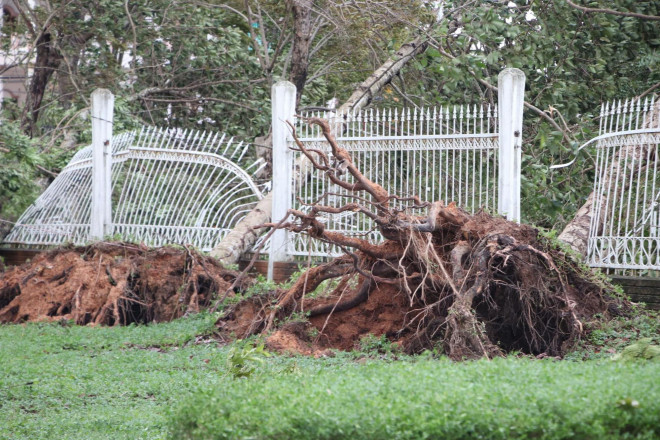 Gió bão khiến cây ở Quảng Nam ngã đổ