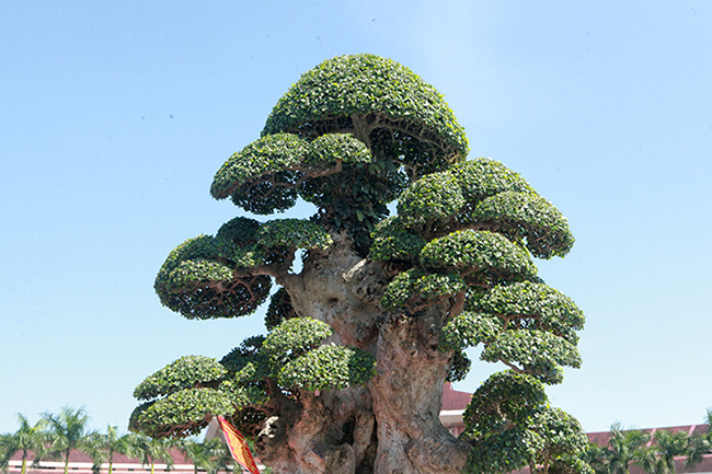 Theo ông Hòa taxi, cây duối này khoảng 1.000 năm tuổi. Cây mọc ở bờ ao tại một làng ở Yên Thế (Bắc Giang). Ông Hòa phải mất 2 năm thuyết phục chủ cũ mới mua được cây.
