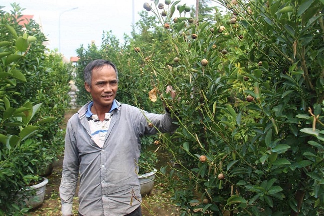 Hàng nghìn cây quất Tết rụng lá, thối quả do ảnh hưởng mưa lũ