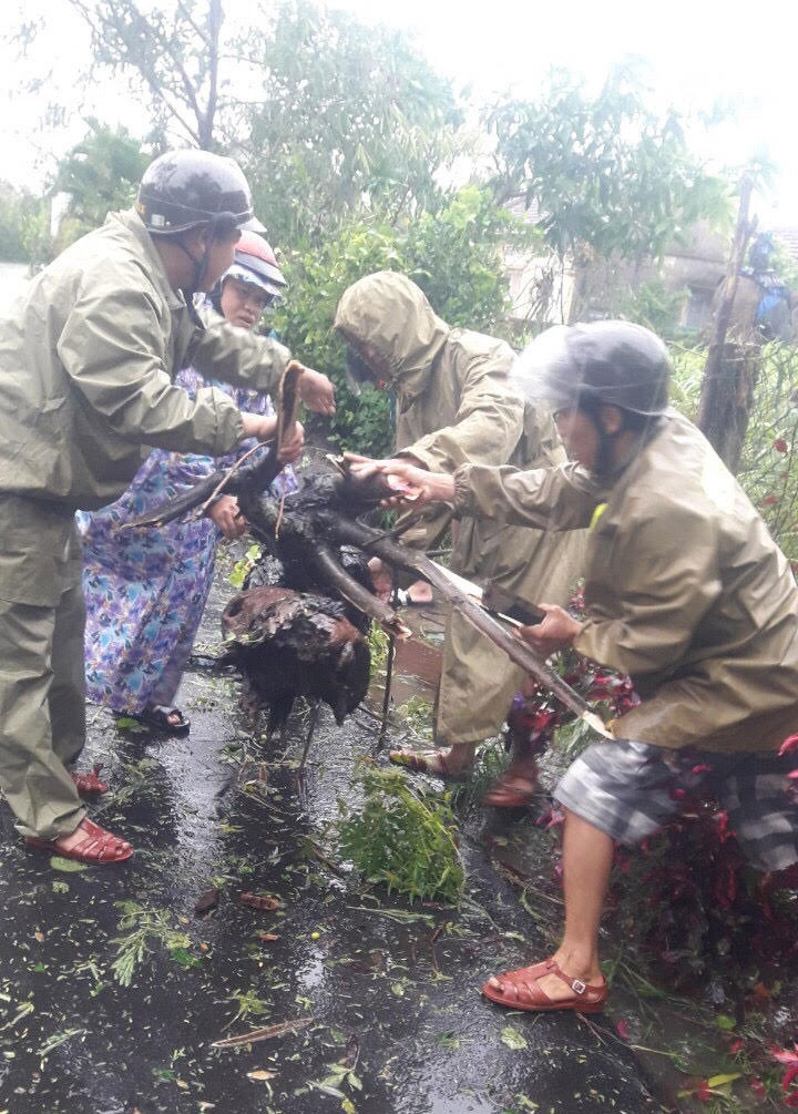 Nhiều cây xanh bị gãy đổ, bật gốc. Hiện lực lượng chức năng đang cùng người dân khắc phục hậu quả sau bão và thống kê thiệt hại. (Ảnh: Báo Phú Yên).