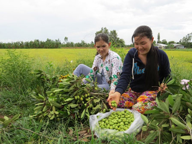 Giá từ 20.000-22.000 đồng/kg cà na tươi, 20.000-25.000 đồng/500gr cà na đã qua chế biến muối đường chua ngọt.
