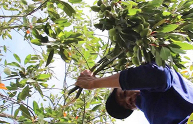 Anh Phạm Châu Tuân, xã Hiệp Hòa, Đức Hòa, tỉnh Long An &nbsp;là một trong những nông dân đầu tiên trồng cây cà na tại đây.
