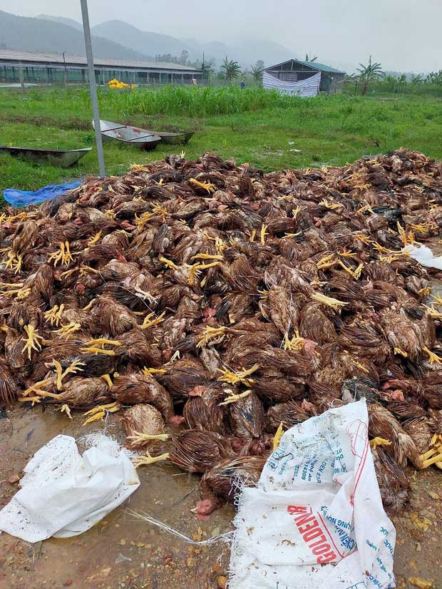 Hơn 10.000 con gà nhà anh Nhàn bị chết chất thành đống sau lũ.