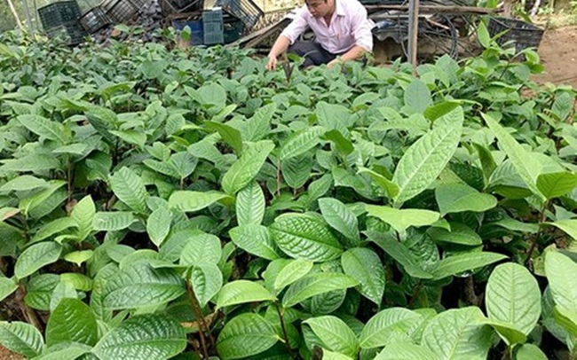 Muốn hoa có chất lượng tốt nhất thì phải thu hoạch hoa lúc nụ chưa nở. Nếu để hoa nở thì chim, ong, bướm có thể ăn khiến cho hoa bị thâm.
