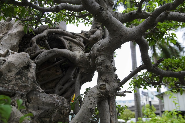 Được biết, cây mẹ được ông Hùng mua lại của nghệ nhân Đặng Xuân Cường (Cường họa sỹ) từ năm 2002. Thời điểm đó, cây đã có tuổi đời hơn 100 năm tuổi.
