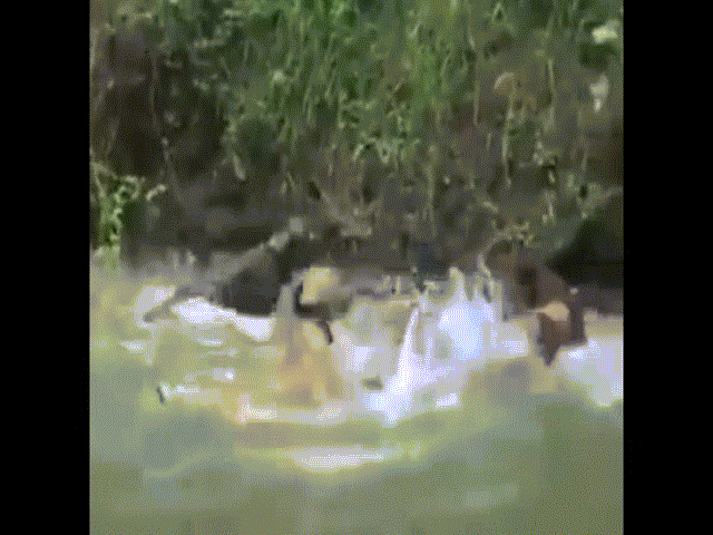 Video: Kinh hoàng cảnh lợn rừng "đại chiến" với 5 chó pitbull dưới sông nước