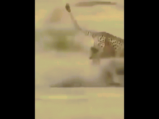 Video: Màn rượt đuổi "nhanh như chớp" giữa báo đốm và lợn rừng