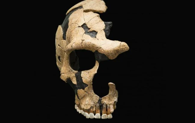 Một hộp sọ Neanderthals bị vỡ đôi do cú tấn công của tổ tiên chúng ta - ảnh: VIỆN SMITHSONIAN
