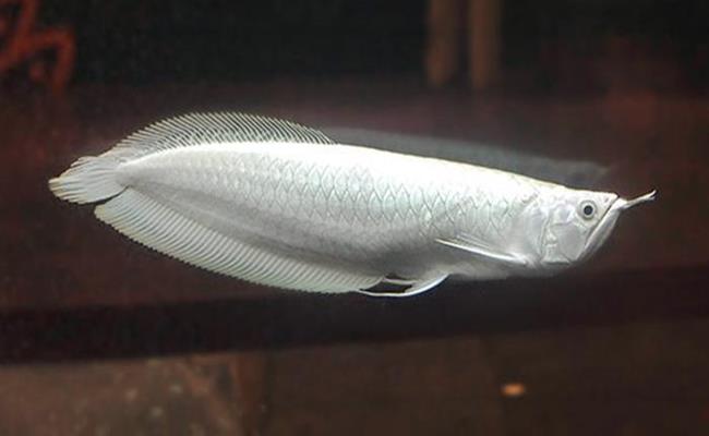  Cá rồng Platinum là một dạng đột biến đặc biệt về màu sắc cơ thể, giống như dạng đột biến bạch tạng ở con người, khiến cho cơ thể chúng có màu trắng toát.
