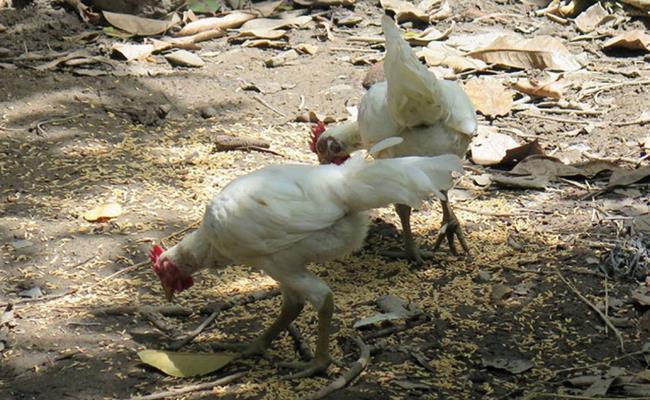 Đây là những con gà rừng đột biến gen lông trắng muốt quý hiếm của một trang trại ở Khánh Hòa.
