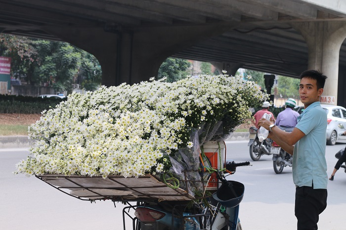 Tuy giá cao nhưng cúc họa mi vẫn là loài hoa đắt hàng nhất hiện nay.