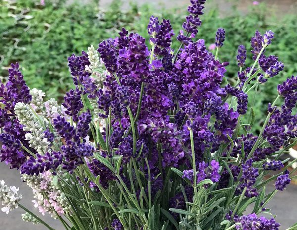 Sau nhiều lần trồng thất bại, anh vẫn quyết tâm đầu tư trồng lavender.