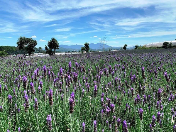 Mỗi ngày, anh Sáng bán được hàng trăm bó hoa lavender tươi - khô cho khách hàng.