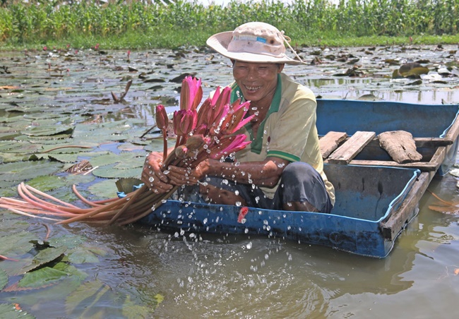 Bên cạnh đó, nhiều người kết hợp trồng súng ở trên để che, nuôi cá ở dưới vừa có súng để bán vừa thu được nguồn cá để bán ra thị trường.
