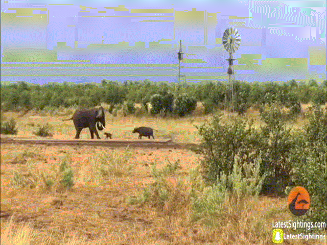 Video: Trâu rừng chơi chiêu độc khiến con vật to lớn này phải bỏ chạy "bán sống, bán chết"
