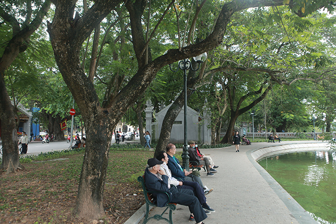 Người dân, du khách thường đến Hồ Gươm (quận Hoàn Kiếm, Hà Nội) ngắm cảnh, dạo chơi chụp ảnh bên những cây cổ thụ. Tuy nhiên, ít ai biết được, trước cổng vào đền Ngọc Sơn có rất nhiều cây sưa đỏ quý hiếm, trong đó có cây 100 năm tuổi.