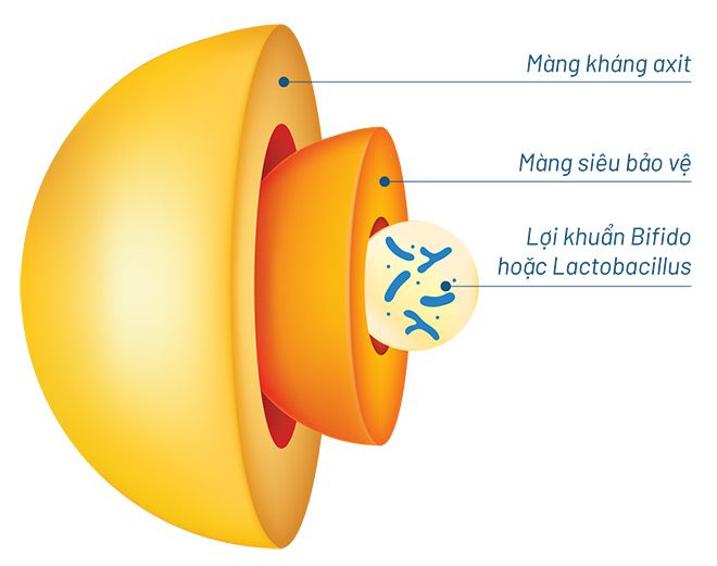 Viên nang thế hệ mới giúp bảo vệ lợi khuẩn Bifido qua axit dạ dày vào sâu tận ruột non và đại tràng