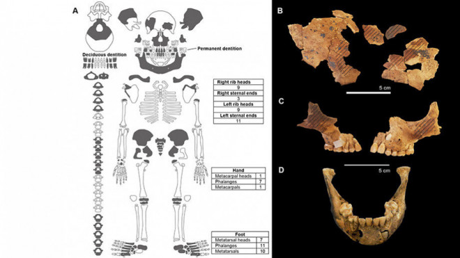 Hài cốt đứa trẻ được đem về phòng thí nghiệm phân tích, kết quả sơ bộ cho thấy đứa trẻ có thể thuộc về một tộc người lùn bí ẩn - Ảnh do nhóm nghiên cứu cung cấp