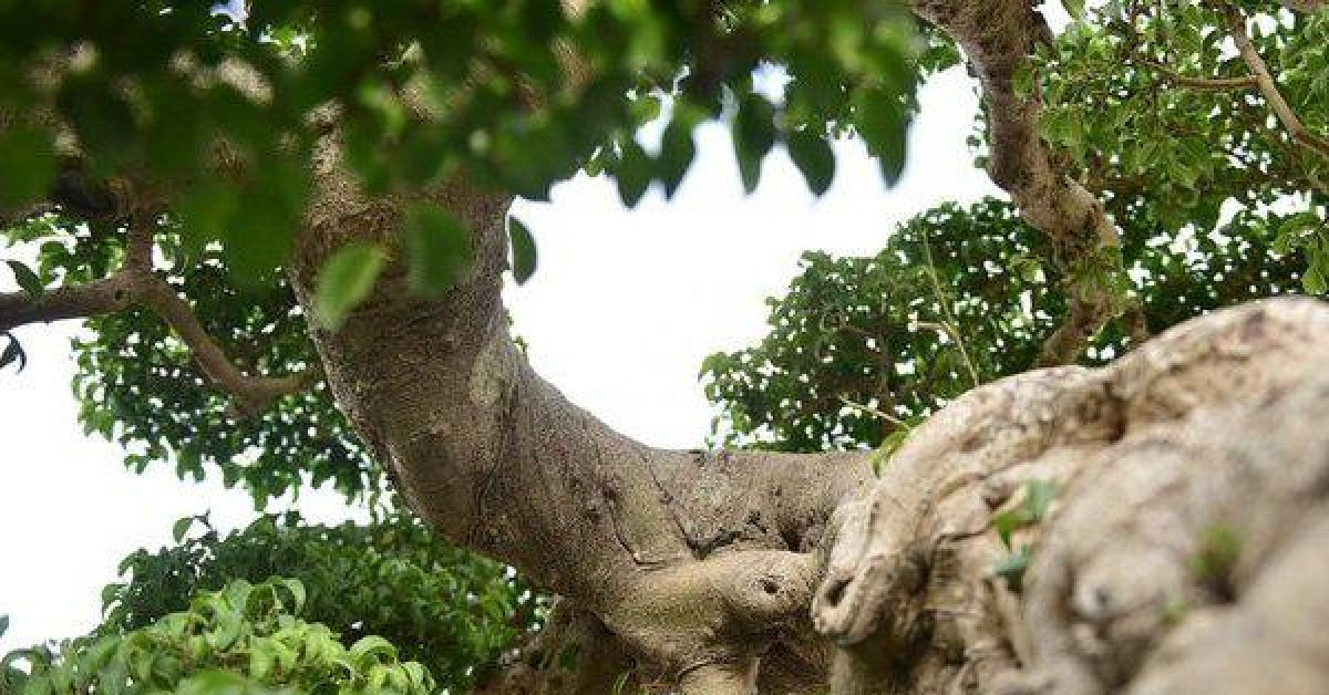 Choáng váng cây cảnh “Độc Long Kim Cương” có giá lên đến 1 triệu USD