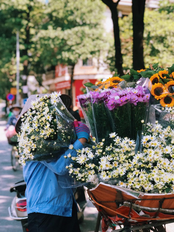 Cúc hoạ mi là một loài hoa đặc trưng của tháng 11 tại Hà Nội. (Ảnh: Giang Châu)