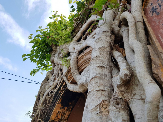 Ông Võ Văn Bê (68 tuổi), người dân địa phương cho biết, đình xuống cấp theo thời gian, nếu như không có bộ rễ của cây bồ đề bám vào này thì đình chắc đã sập.