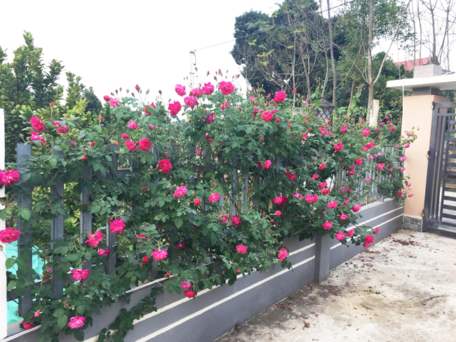 “Mơ ước của tôi có cái nhà toàn hoa xong nên chỉ cần hoa nở nhiều là được. Sau đó, nhiều hoa nở quá nên tôi học hỏi chưng cất nước hoa hồng cho bản thân rồi đem tặng họ hàng, bạn bè thân thiết”, chị nói.
