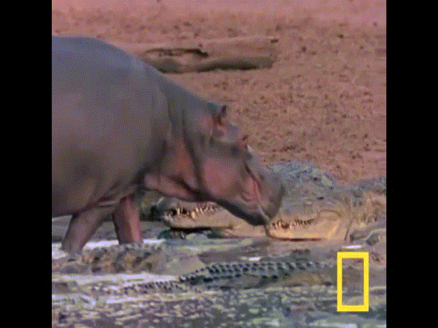 Video: Vô tư "nựng yêu" cá sấu sông Nile, hà mã con không biết trêu phải "quái vật đầm lầy"