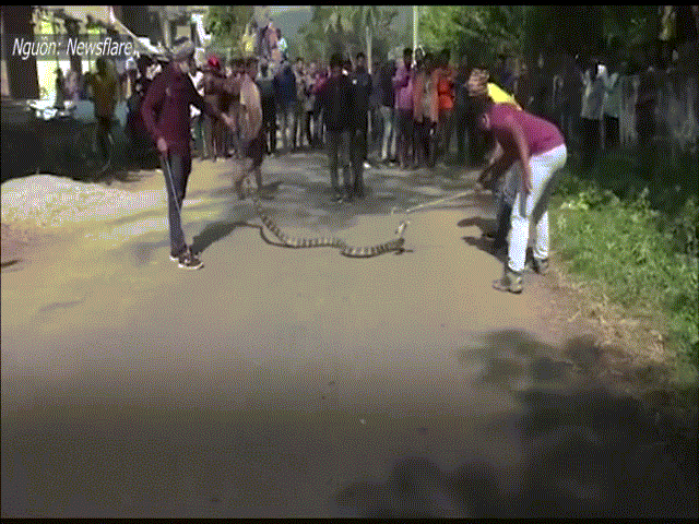 Video: Người dân vây xem cảnh bắt rắn hổ mang "siêu to khổng lồ" trước cổng trường