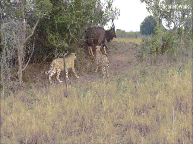 Video: Linh dương sừng xoắn "đơn phương độc mã" đánh bật cả đàn báo săn