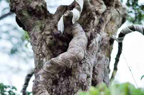 Hai cây khế “khủng” dáng bonsai đẹp.