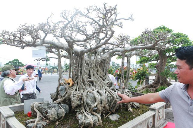 Cây sanh cổ “Kỳ duyên mộc thạch”&nbsp;có dáng thế tự nhiên. Ảnh: Dân Trí.