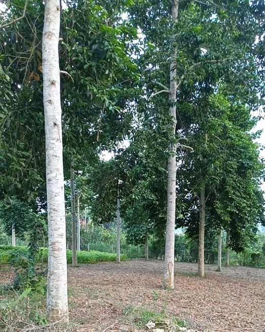 Hơn 2ha đất rừng bỏ hoang được phủ kín bằng những cây dổi thẳng tắp vừa có thể lấy gỗ quý vừa lấy hạt.