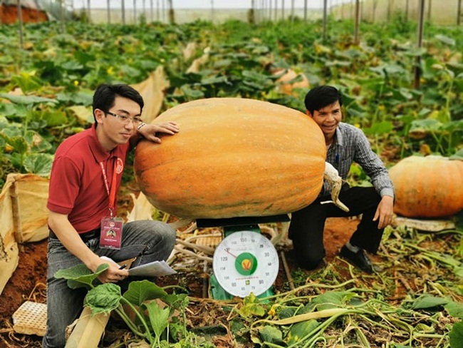 Nguồn gốc giống bí này từ Hà Lan và New Zealand. Chúng được Langbiang Farm ở Đà Lạt trồng thử nghiệm từ năm 2017. (Ảnh: Vietkings)
