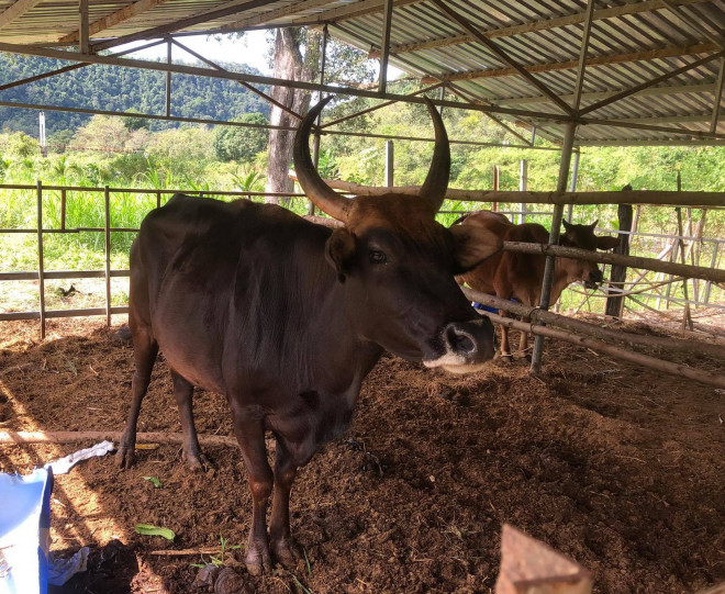 Thấy người lạ đến, con bò tót F1 này dương cao cặp sừng nhọn như sẵn sàng "nghênh chiến". Ảnh: Bùi Phụ