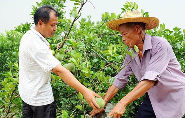 Lạ lùng quả không thịt, vừa đắng vừa cay, giá tiền triệu/kg vẫn “hút khách” - 3