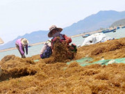 Thị trường - Tiêu dùng - &quot;Lộc trời&quot; ở Việt Nam, không cần chăm mà hàng năm có tiền triệu