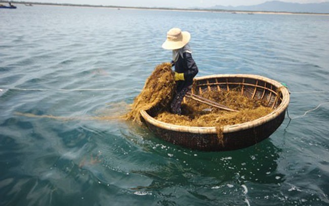 Loại đặc sản này không cần nuôi trồng, chúng trôi tự nhiên trên biển, vậy mà những năm qua đã mang lại nguồn thu lớn.
