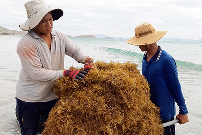 Ngoài bán cho thương lái thì những năm gần đây rong mơ sấy khô cũng được rao bán với giá 60.000 đồng - 100.000 đồng/kg
