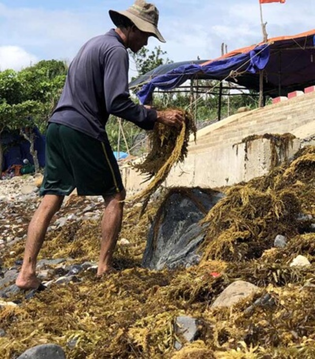 Ngoài ra rong mơ cho keo aginat, rất quý cho công nghiệp.
