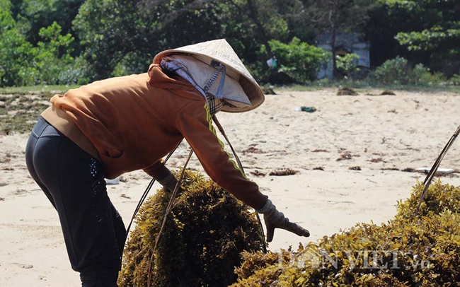 Keo này dùng để bao viên thuốc, làm chỉ khâu vết mổ, thuốc cầm máu, dùng để chế tơ nhân tạo, làm diêm.
