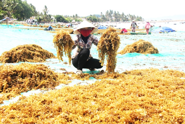 Đặc sản đó là rong mơ, hay còn gọi là&nbsp;rong&nbsp;biển, hải tảo.&nbsp;Thời gian khai thác rong mơ từ tháng 5 đến hết tháng 6. Việc khai thác hiện nay đã được chú trọng đúng mùa, không kiểu tận thu như trước.&nbsp;
