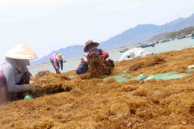 Rong mơ sau khi được thu về sẽ được trải ra để phơi khô rồi đem bán cho các thương lái thu mua.&nbsp;&nbsp;
